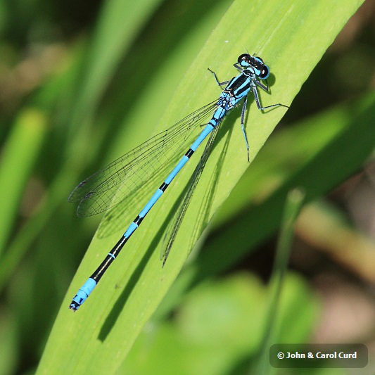 IMG_5206 Coenagrion puella male.JPG